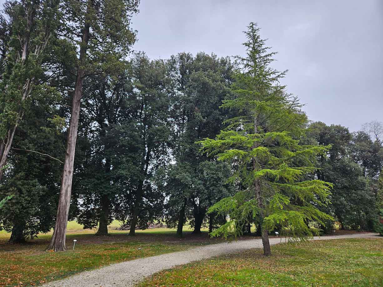 Parco_storico_Villa_De_Brandis_restauro_viali